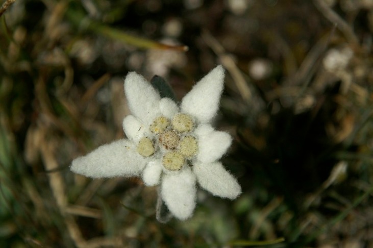Edelweiss1